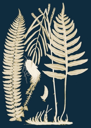 Picture of FERNS I