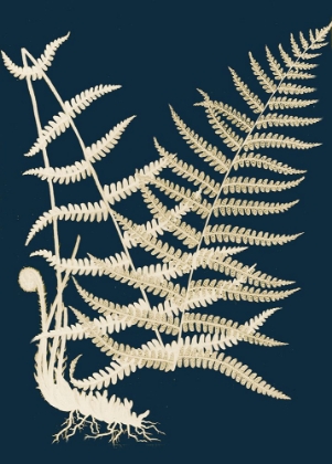 Picture of FERNS II