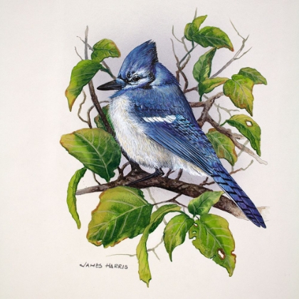 Picture of BLUE JAY