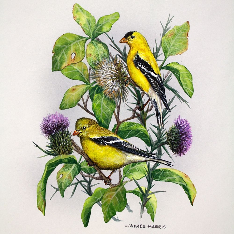 Picture of AMBER GOLDFINCH