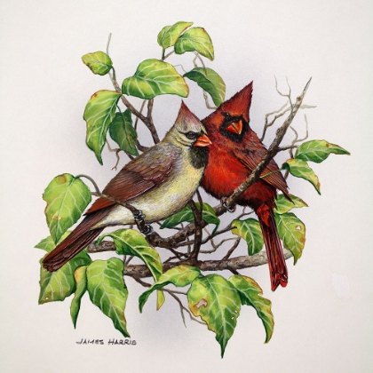 Picture of CARDINALS