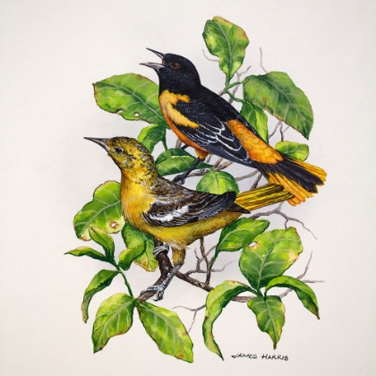 Picture of NORTHERN ORIOLES