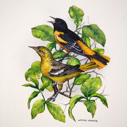 Picture of NORTHERN ORIOLES