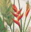 Picture of HELICONIAS WITH LEAVES II