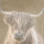 Picture of SOULFUL BULL