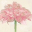 Picture of PINK DAHLIA