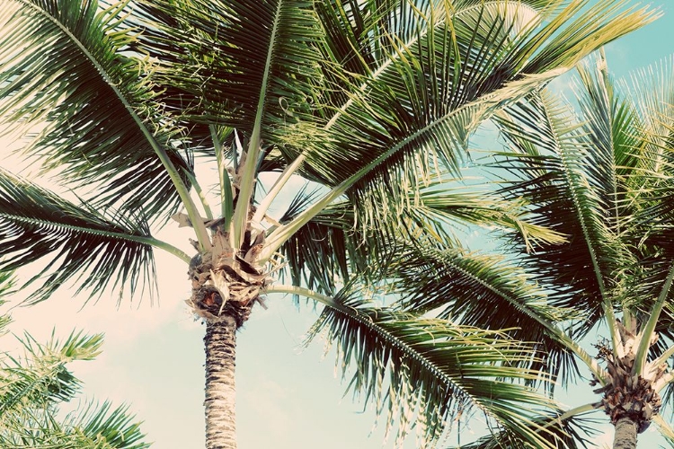 Picture of PALM SCENE