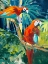 Picture of PARROTS IN TROPICS II