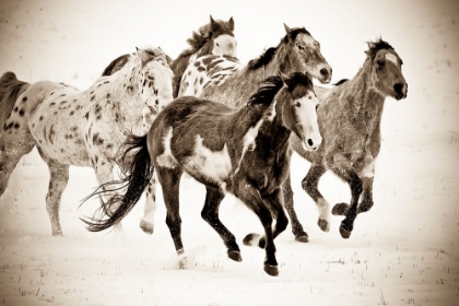 Picture of PAINTED HORSES RUN