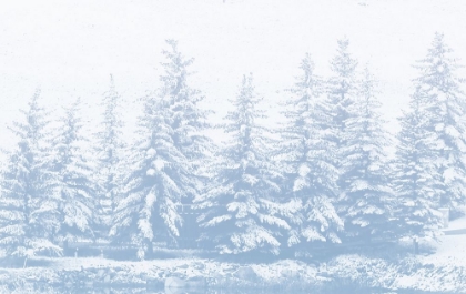 Picture of WINTER FOREST