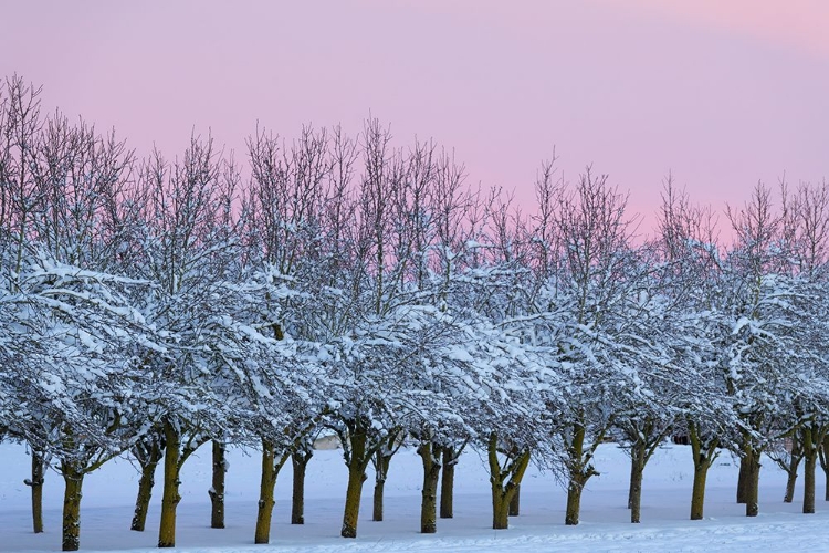 Picture of WINTERS BEAUTY