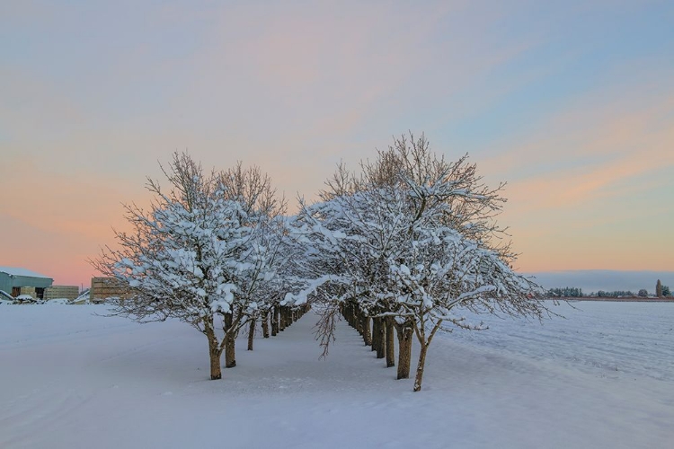 Picture of AMONG THE TREES