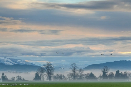 Picture of MISTY HORIZON