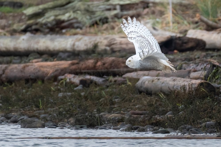 Picture of SOLO FLIGHT