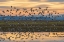 Picture of SUNSET FLIGHT