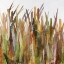 Picture of CATTAILS II