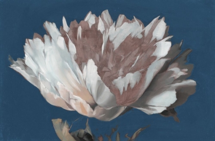 Picture of WHITE PEONY