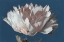 Picture of WHITE PEONY