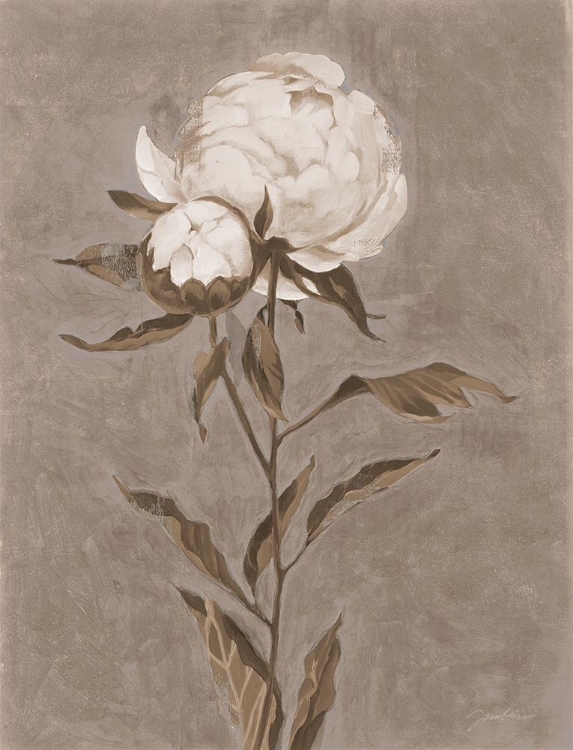 Picture of PRETTY AS A PEONY II