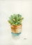 Picture of SUCCULENT II