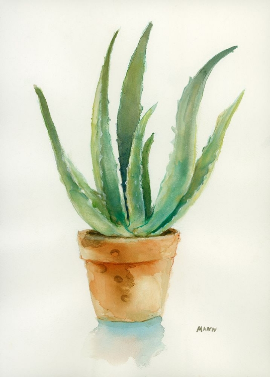 Picture of SUCCULENT IV