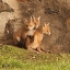 Picture of FOX CUBS III