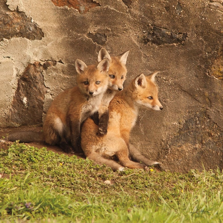 Picture of FOX CUBS III