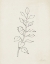 Picture of AUGUST BRANCH I