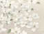 Picture of DOGWOOD DELIGHT CREAM