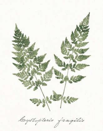 Picture of VINTAGE FERNS VII NO BORDER WHITE