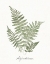 Picture of VINTAGE FERNS IX NO BORDER WHITE