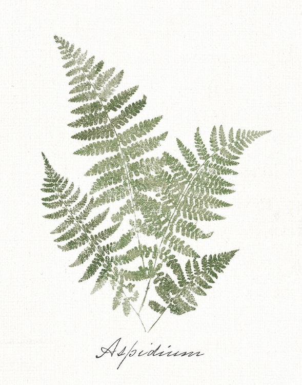 Picture of VINTAGE FERNS IX NO BORDER WHITE