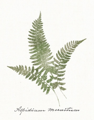 Picture of VINTAGE FERNS X NO BORDER WHITE