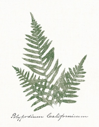 Picture of VINTAGE FERNS XI NO BORDER WHITE
