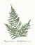 Picture of VINTAGE FERNS XI NO BORDER WHITE