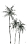 Picture of SHADOW PALMS II