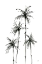 Picture of SHADOW PALMS III