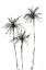 Picture of SHADOW PALMS IV