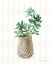 Picture of DESERT GREENHOUSE X SUBTLE