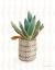 Picture of DESERT GREENHOUSE XIII SUBTLE
