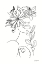 Picture of ROOTED I BW