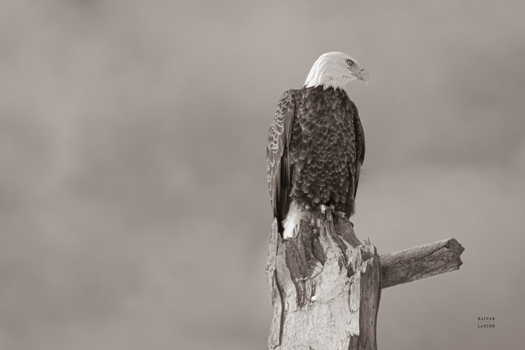 Picture of EAGLE PERCH