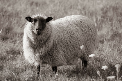 Picture of SEPIA SHEEP