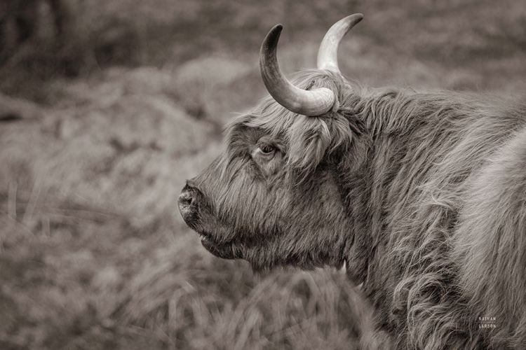 Picture of HIGHLAND COW ON WATCH