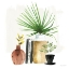 Picture of WEEKEND PLANTS IV