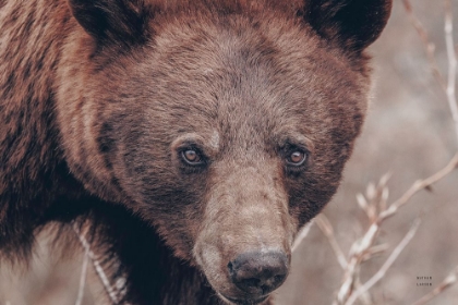 Picture of BEAR PORTRAIT