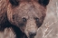 Picture of BEAR PORTRAIT