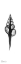 Picture of FUSINUS COLUS