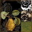 Picture of DAMASK LERAIN II
