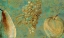 Picture of FRUIT PALETTE IV